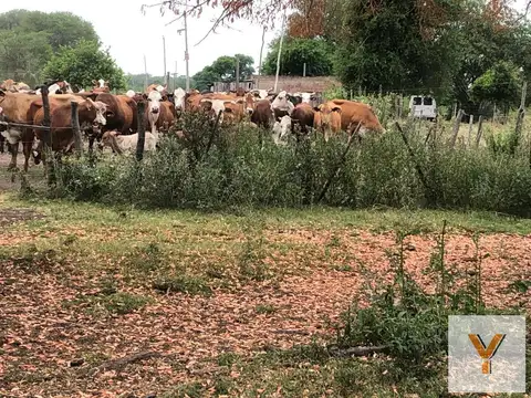 Campo en venta - 1.597 Hectáreas - Chaco