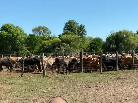 Campo en venta - 1.597 Hectáreas - Chaco