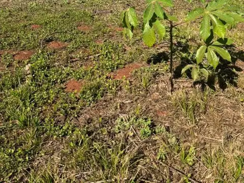 José Ramallo Garupa