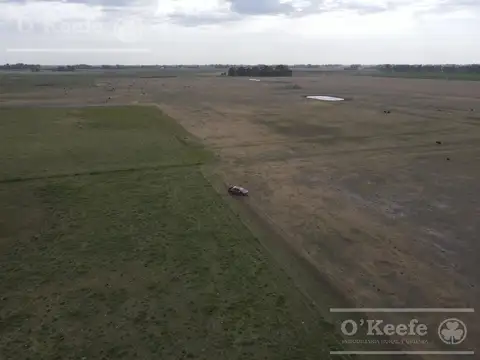 Campo en venta de 335 has 80% sembrable