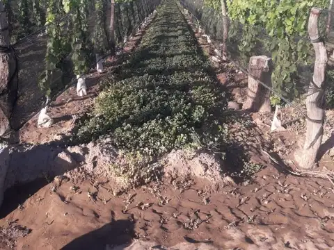 VENTA Finca 8 Ha – CUADRO NACIONAL, SAN RAFAEL MZA