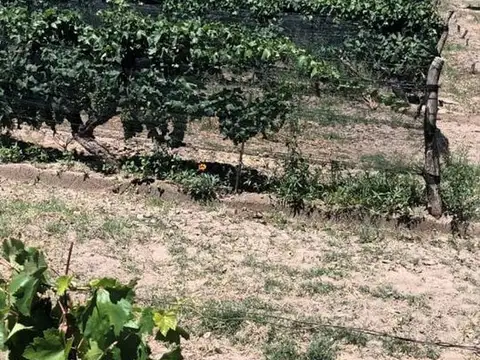 BOMBAL Y TABANERA 100