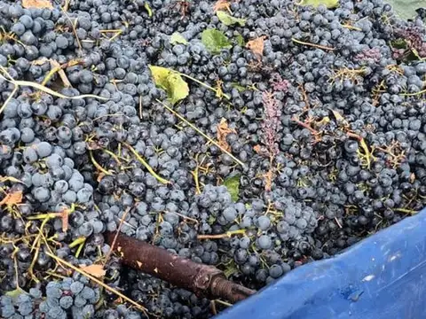 VENTA Finca 8 Ha – CUADRO NACIONAL, SAN RAFAEL MZA