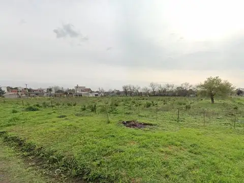 Leguizamon 800