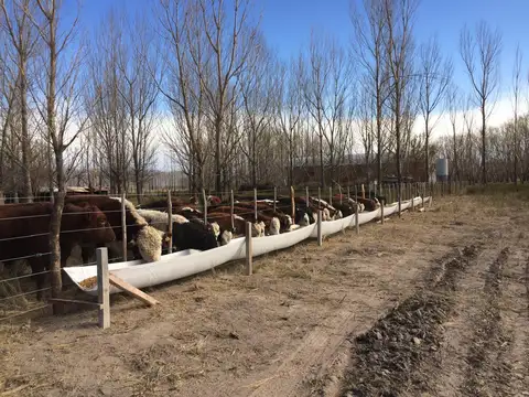 Ruta Provincial N° 181 a 17km al este de RN 40
