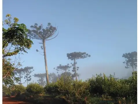 MISIONES - SAN PEDRO CAMPO 77 HAS. FORESTADO