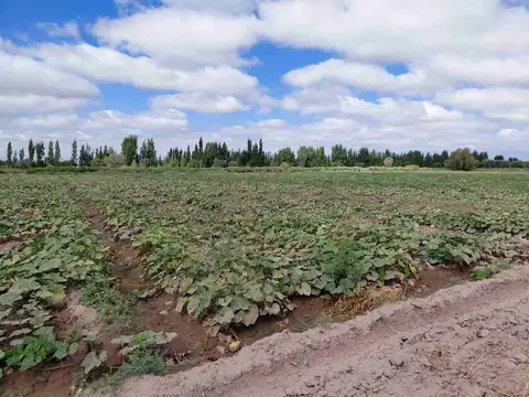 Campo 45 Ha y Bodega en La Pega Lavalle Mendoza