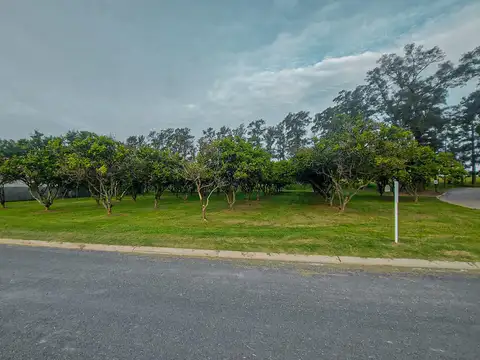 Azahares del Paraná 'BS070