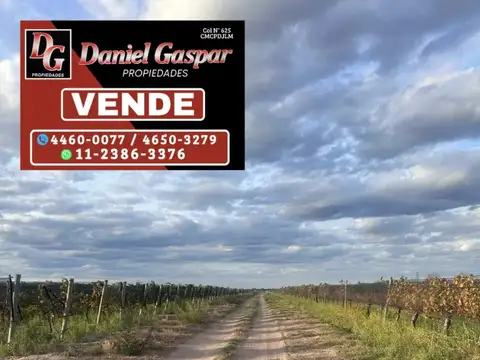 VENTA – FINCA VITIVINÍCOLA DE 25 HECTÁREAS