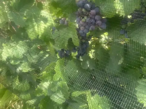 Campo en Venta Frutícola