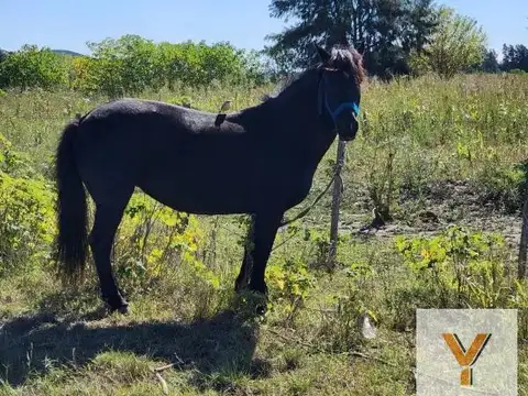 Chacra en venta - 5ha - San Pedro