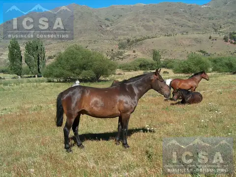 INMOBILIARIA COMODORO - ESTANCIA TROFEO EN ESQUEL.. 