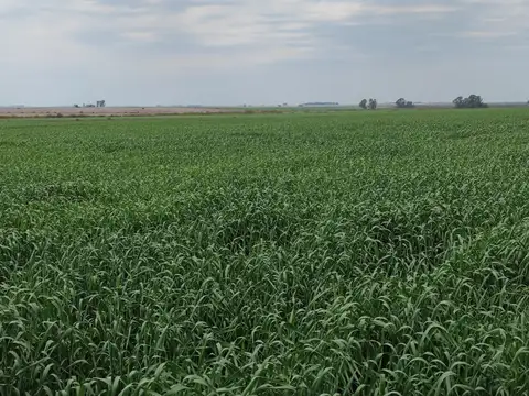 Campo en Venta Agrícola