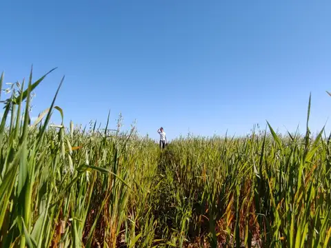 42 agrícolas sobre ripio