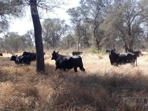 2500 ha ganaderas, con silvopastoril y estructura armada. Taco Pozo, Chaco