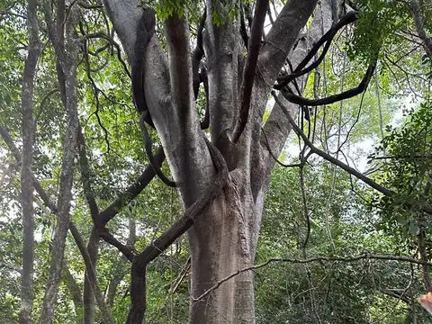 Lote - Venta - Paraguay, San Bernardino