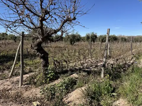 VENTA DE FINCA EN LUNLUNTA