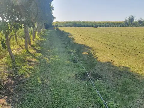 VENTA| CAMPO EN CORONEL VIDAL|47 HA