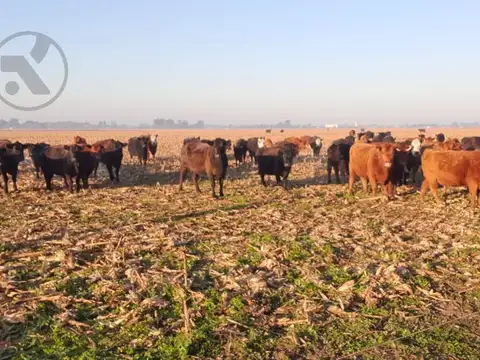 Campo en  Coronel Vidal