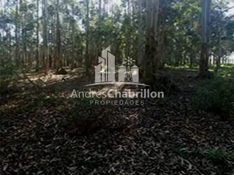 Saladas, Corrientes 100