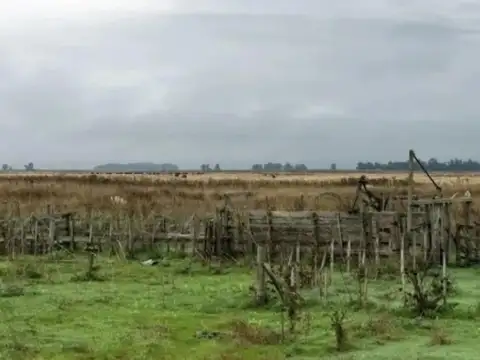Campo en Venta de 479  ha