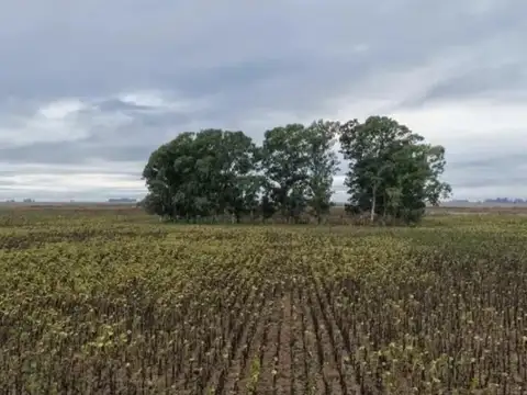 Campo en Venta Ganadero