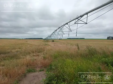 Campo 100% Agrìcola en venta de 178 has - Venta a tranquera de cerrada - Loberia