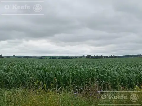 Campo 100% Agrìcola en venta de 178 has -  Loberia