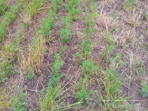 Campo 100% Agrìcola en venta de 178 has - Venta a tranquera de cerrada - Loberia