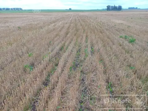 Campo 100% Agrìcola en venta de 178 has - Venta a tranquera de cerrada - Loberia