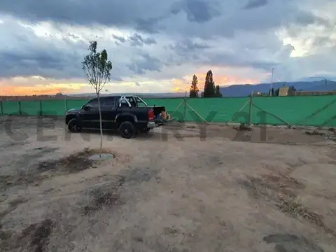 GLAYS OLDRÁ 100