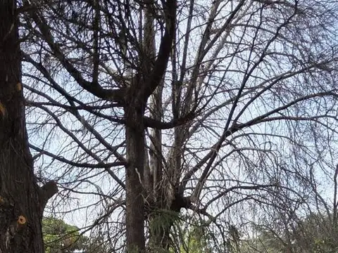 Terreno arbolado mensurado y alambrado