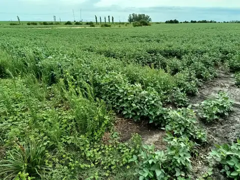 Campo en Venta de 47  ha