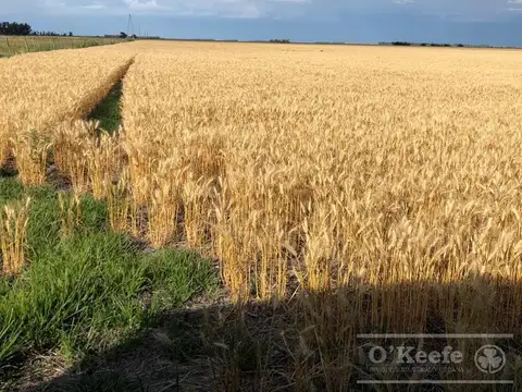 330 has En Bolivar. Campo 60 % agrícola !