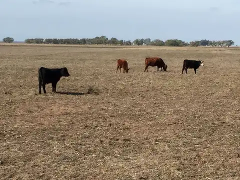 330 has En Bolivar. Campo 60 % agrícola !