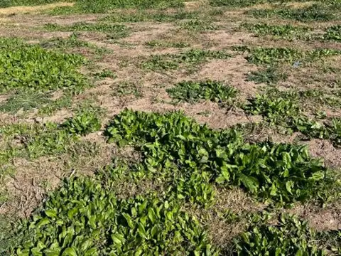 BARRIO SAN JUAN CHICO