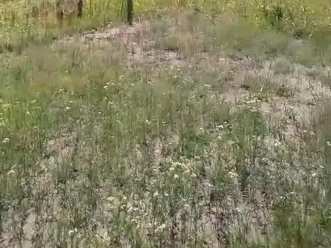 Lotes de 1000m2 en Cortaderas con luz-agua-escritura