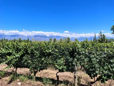 Remax , gran oportunidad vende finca produciendo.