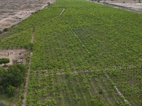 Venta Finca lindante PASIP Palmira Mendoza