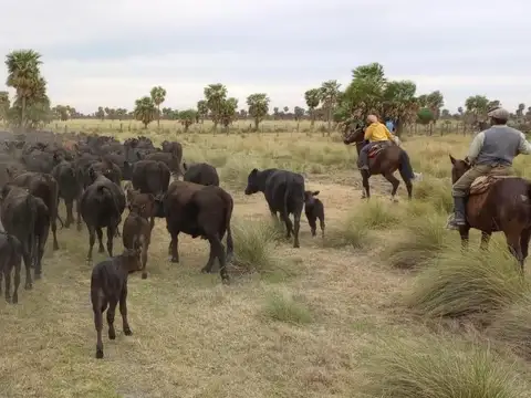 Campo en venta - 5.000 Hectáreas - Santa Fe