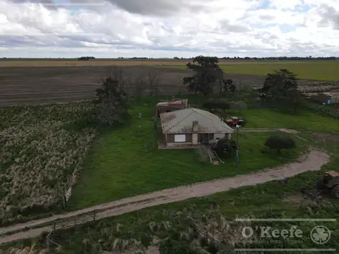 CAMPO 80 % AGRÍCOLA EN VENTA –  147 has - CLARAZ, NECOCHEA
