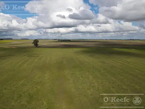 CAMPO 80 % AGRÍCOLA EN VENTA –  147 has - CLARAZ, NECOCHEA