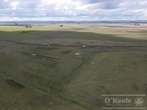 CAMPO 80 % AGRÍCOLA EN VENTA –  147 has - CLARAZ, NECOCHEA