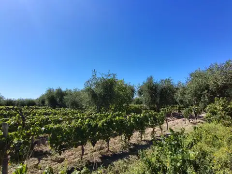 Se vende terreno con viñedos, Maipu, Mza