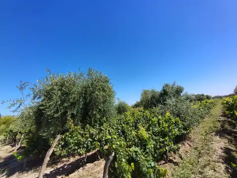 Terreno en Venta de 12000,0 m2