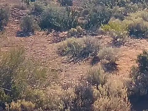 FINCAS PUEBLO VACA MUERTA  5 HECTAREAS EN SENILLOSA