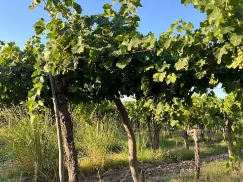 VENTA DE FINCA EN SAN MARTIN ALTO VERDE 12 HA.