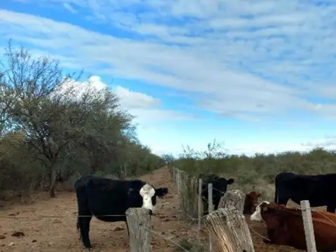 276 has Ganaderas en venta a 35km de Quines, San Luis