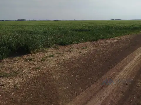 Campo mixto 150 ha en zona Pergamino