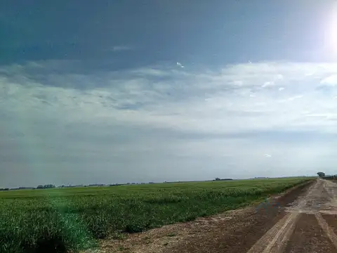 Campo mixto 150 ha en zona Pergamino